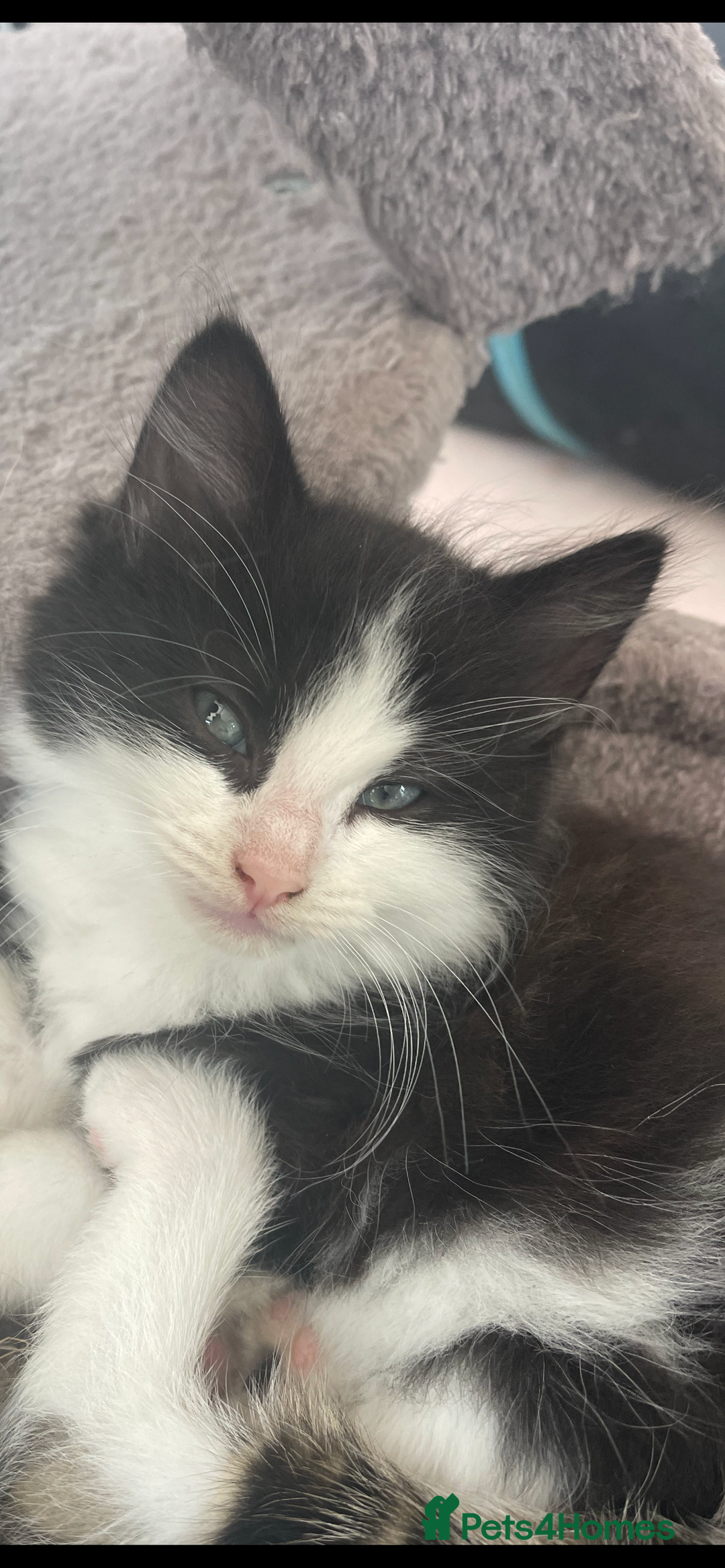 Maine Coon cats for sale: Beautiful chocolate and white male kitten  - Image 4