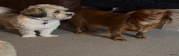 Mixed Breed dogs for sale: Male puppy for sale 15 weeks old in Driffield - Advert 2