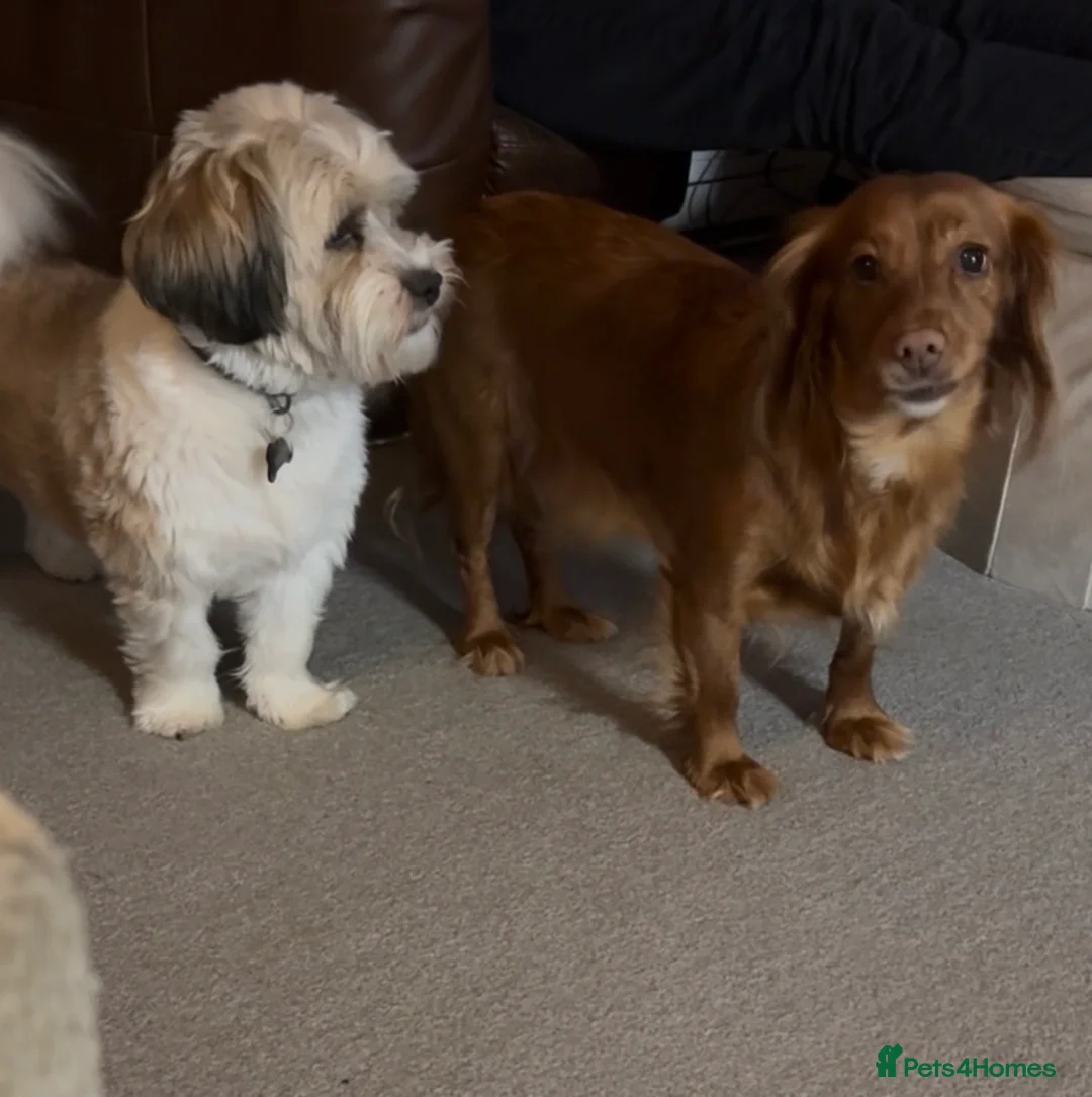 Mixed Breed dogs for sale: Male puppy for sale 15 weeks old in Driffield - Advert 2