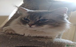 Ragdoll cats for sale: 2 Beautiful Girls available  - Image 16
