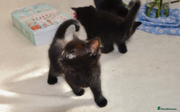 Mixed Breed cats for sale: Gorgeous Maine-Coon/Ragdoll/Bombay Mix Kittens!!! - Image 11