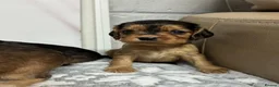 Cockalier dogs for sale: ✨ Superb Cockalier Puppies ✨ - Advert 3