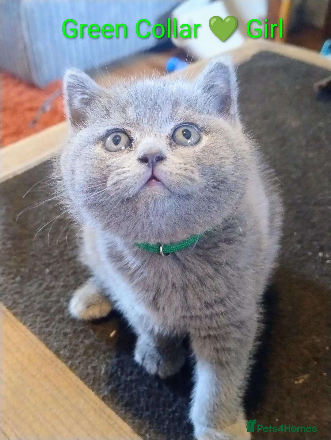 British Shorthair cats for sale: Gorgeous chunky British Shorthairs pedigree parent - Advert 1