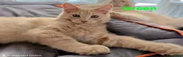 Maine Coon cats for sale: Rare Colour 3/4 Maincoon Ragdoll Mix Kitten - Advert 18