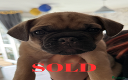 French Bulldog dogs for sale: FRENCH BULLDOG PUPPIES , THOROUGHBRED  - Image 10