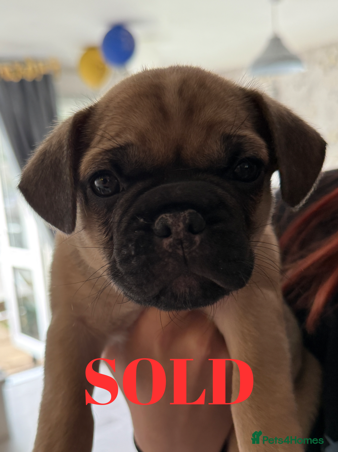 French Bulldog dogs for sale: FRENCH BULLDOG PUPPIES , THOROUGHBRED  - Image 10