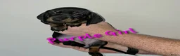 Miniature Dachshund dogs for sale: LAST PUP! Miniature Dachshund Puppies 🐶🐾 - Advert 13