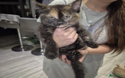 Domestic Shorthair cats for sale: 3 beautiful female kittens  - Image 2