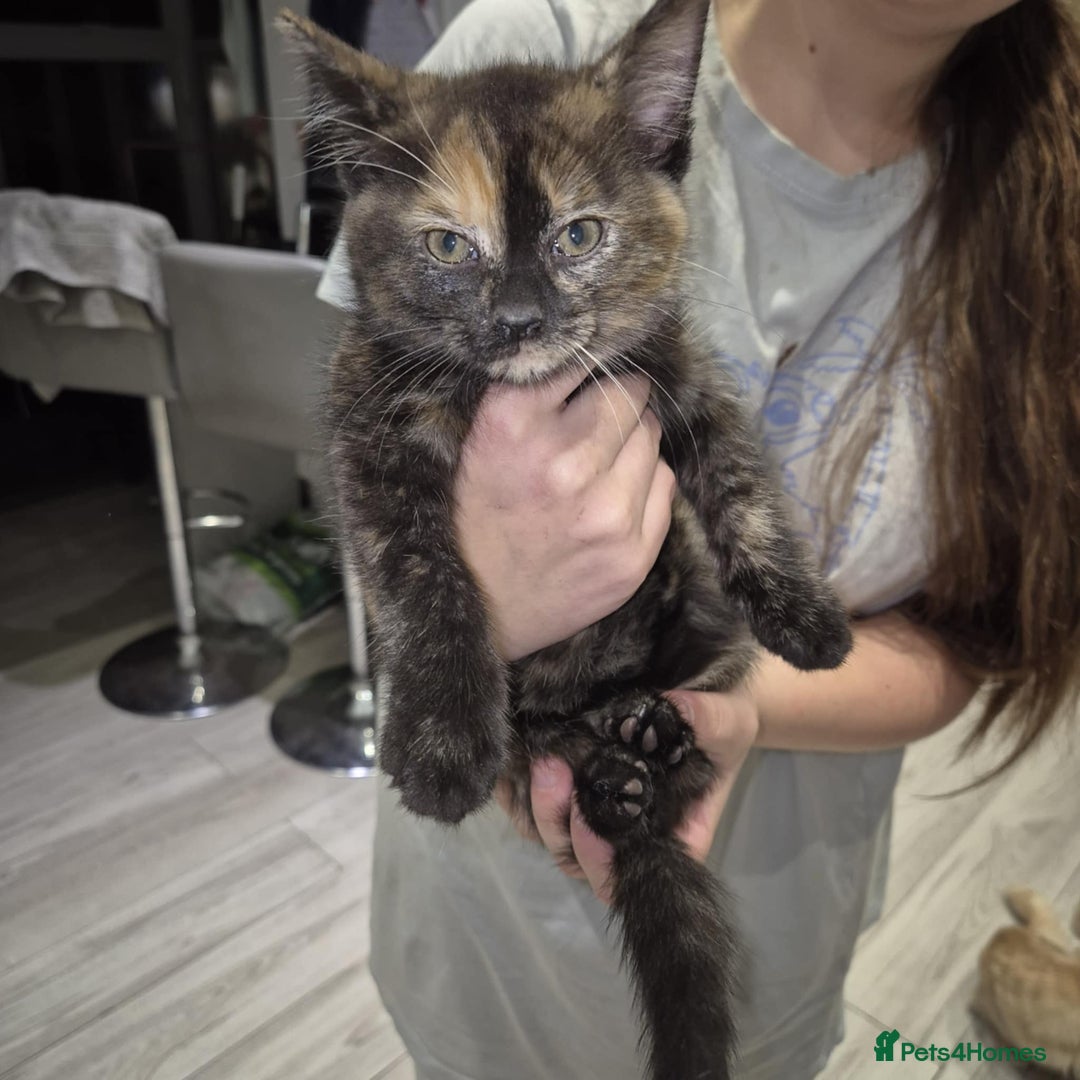 Domestic Shorthair cats for sale: 3 beautiful female kittens  - Image 2