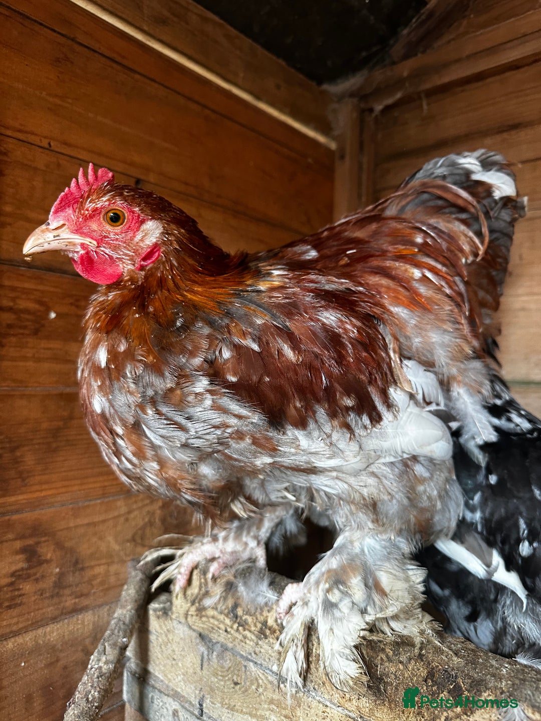 Chickens poultry for sale: Hybrid pekin bantams hatched from June 2025  - Image 10