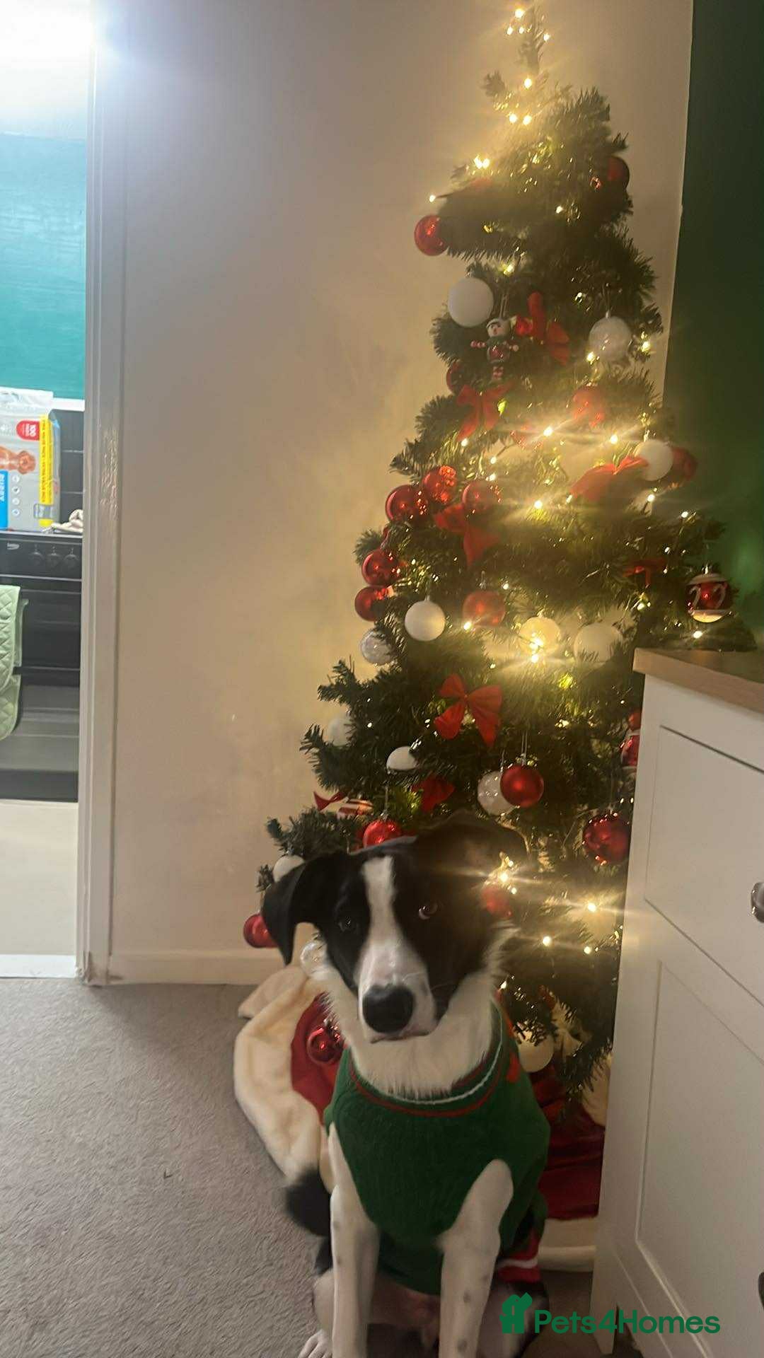 Border Collie dogs for sale: Border collie 7 months old  - Advert 1