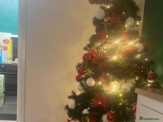 Border Collie dogs Border collie 7 months old - Advert 7