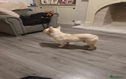 French Bulldog dogs for sale: Hugo  - Image 2