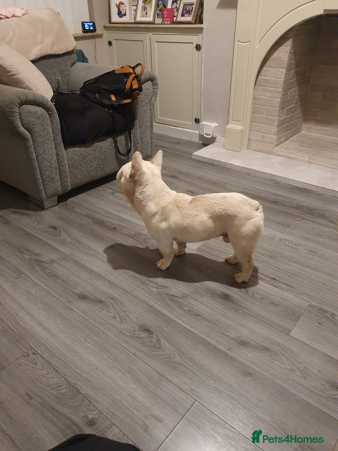 French Bulldog dogs for sale: Hugo  - Image 2