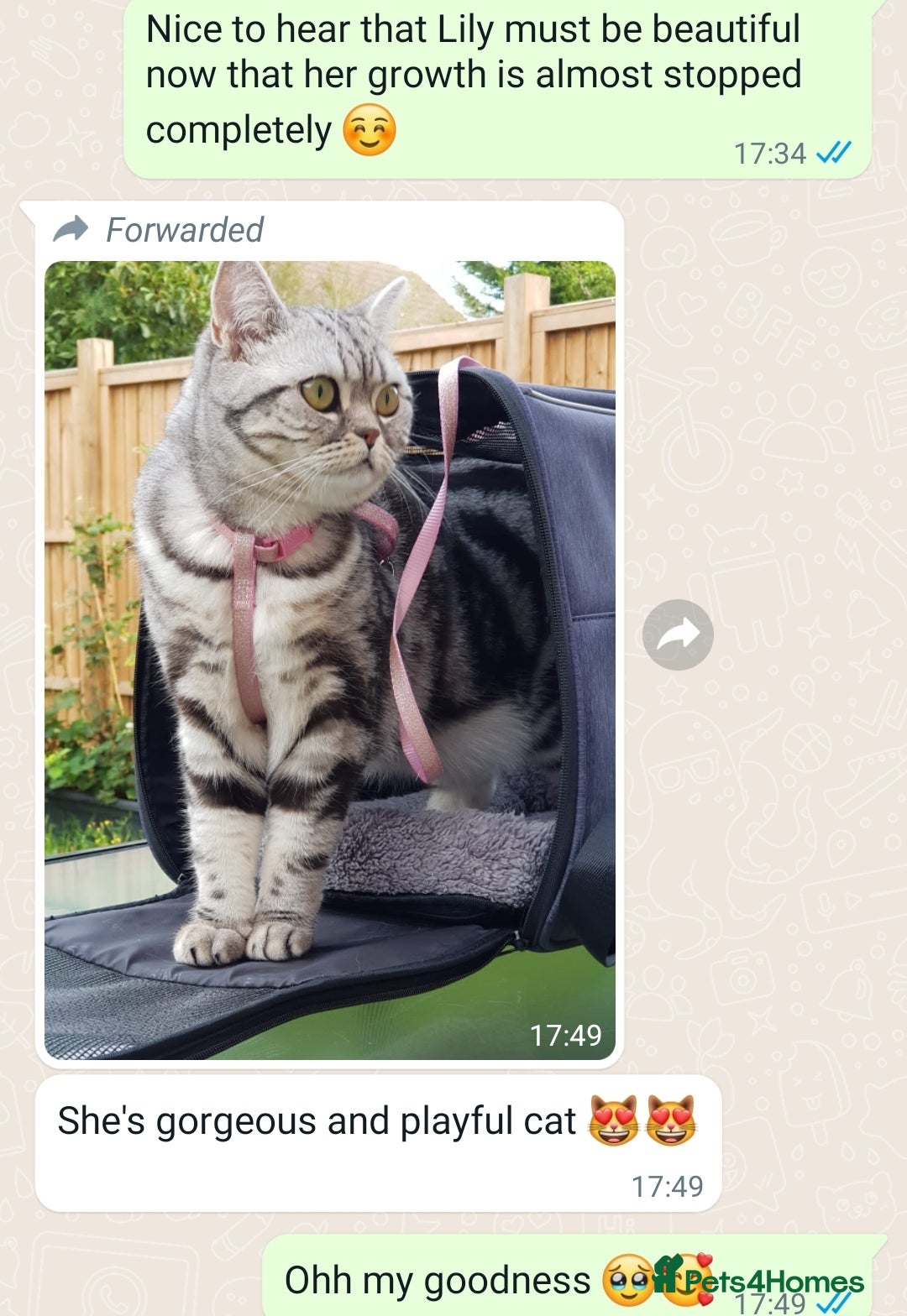 British Shorthair cats for sale: Your Furry Fantasy Awaits! - Image 27