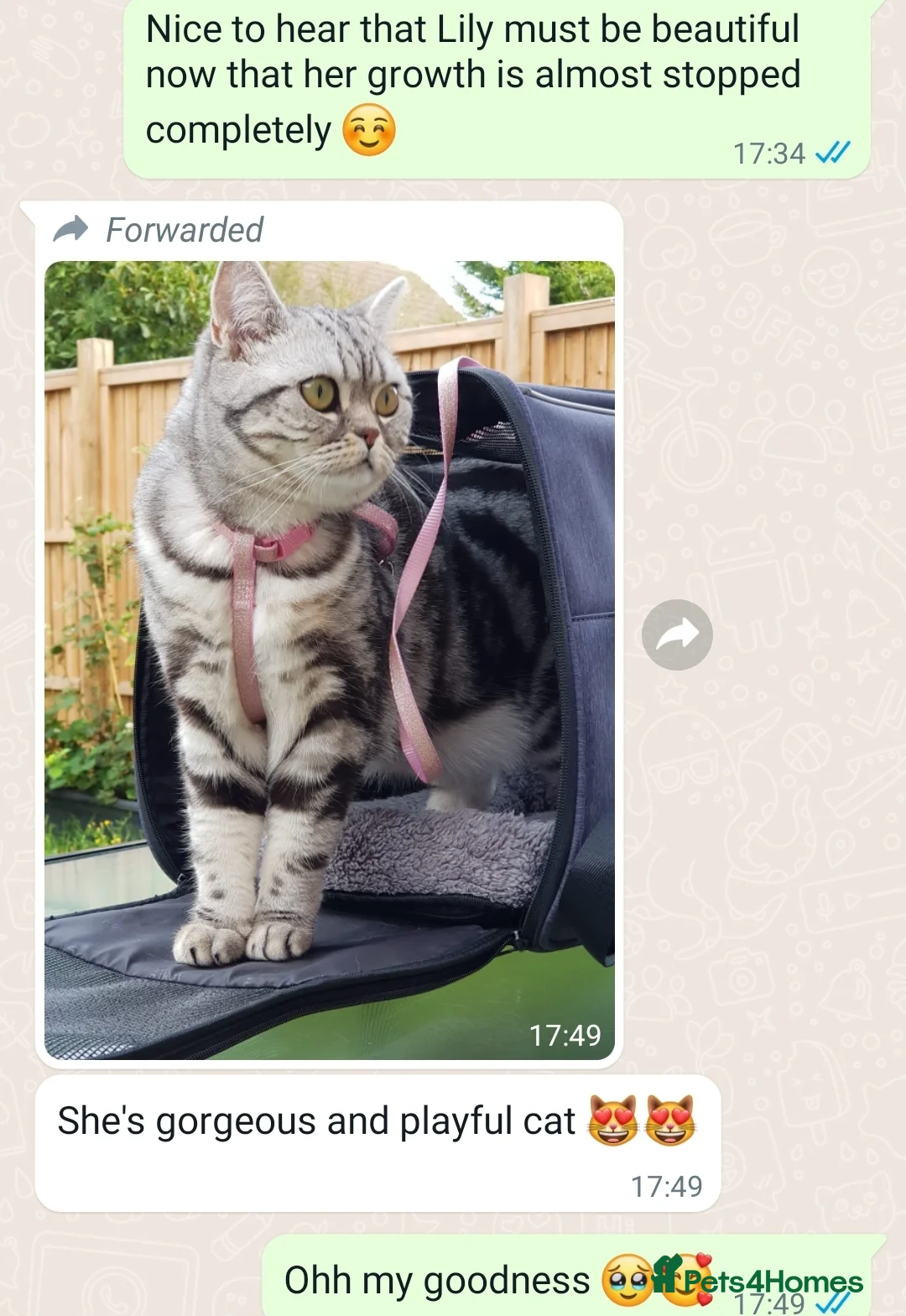 British Shorthair cats for sale: Your Furry Fantasy Awaits! - Advert 26