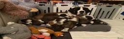 Saint Bernard dogs for sale: (Last 3) Gorgeous Saint Bernard puppies available  - Advert 20