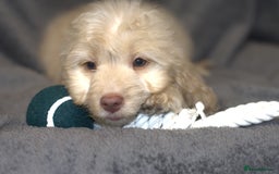 Cockapoo dogs for sale: F1 Cockapoo Puppies  - Image 3