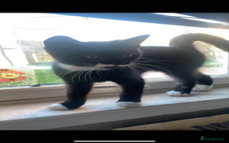 Domestic Shorthair cats for sale: FREE 2yr old male cat - Advert 3