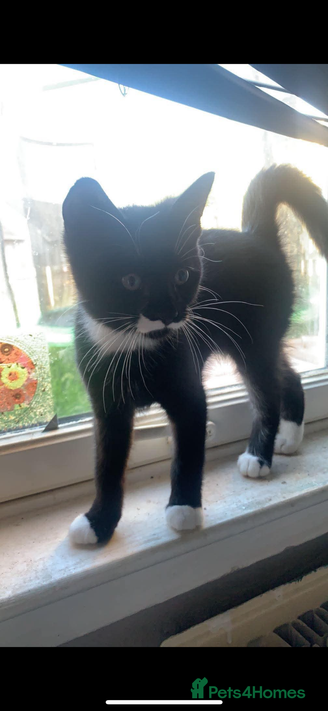 Domestic Shorthair cats for sale: FREE 2yr old male cat - Advert 3