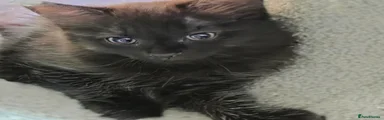 Black Fluffy 