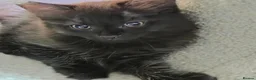 Mixed Breed cats for sale: 2 females, 1 black fluffy 1 short haired tabby - Advert 2