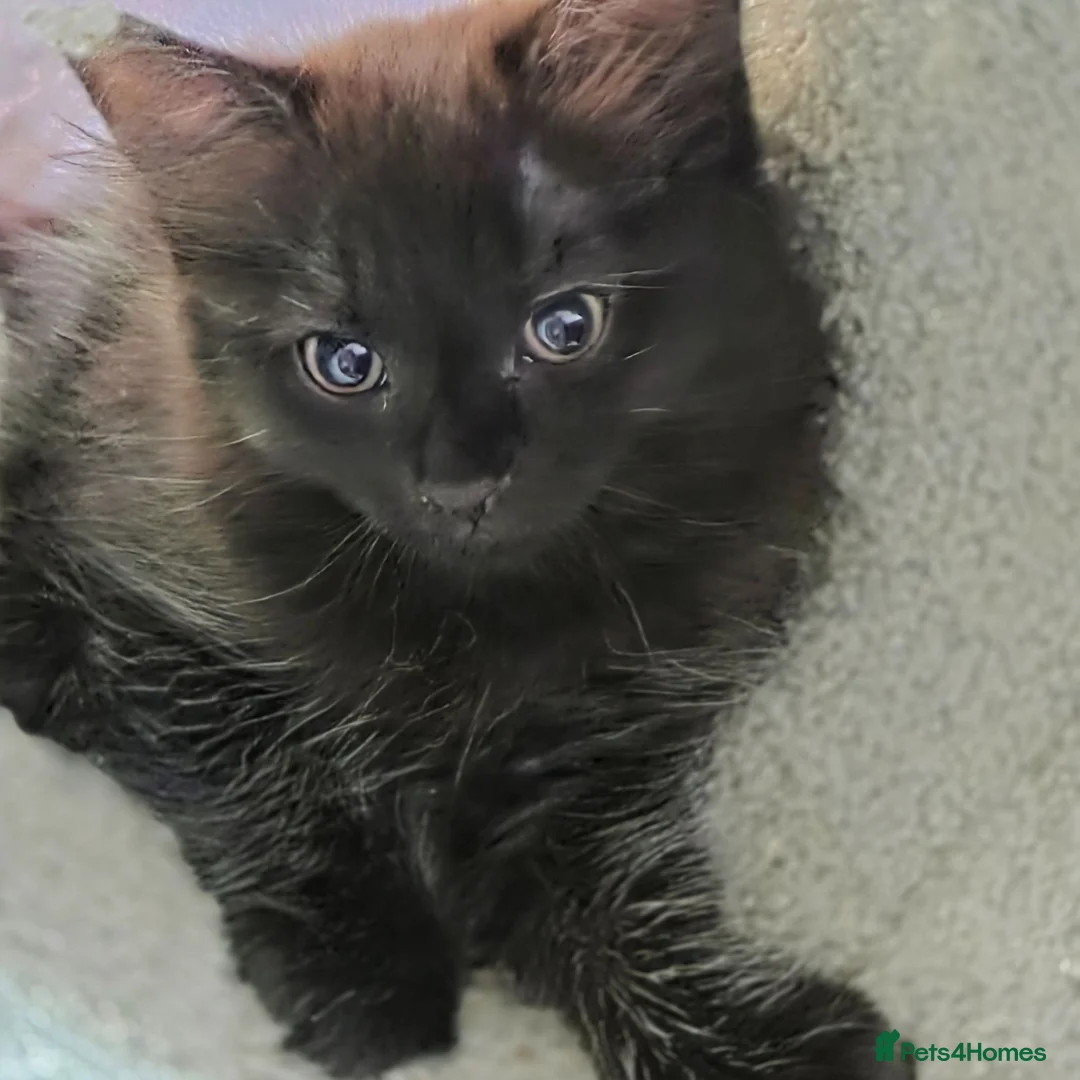 Mixed Breed cats for sale: 2 females, 1 black fluffy 1 short haired tabby - Advert 2