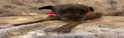 Whippet dogs for sale: KC Registered Whippet Puppies - Advert 6