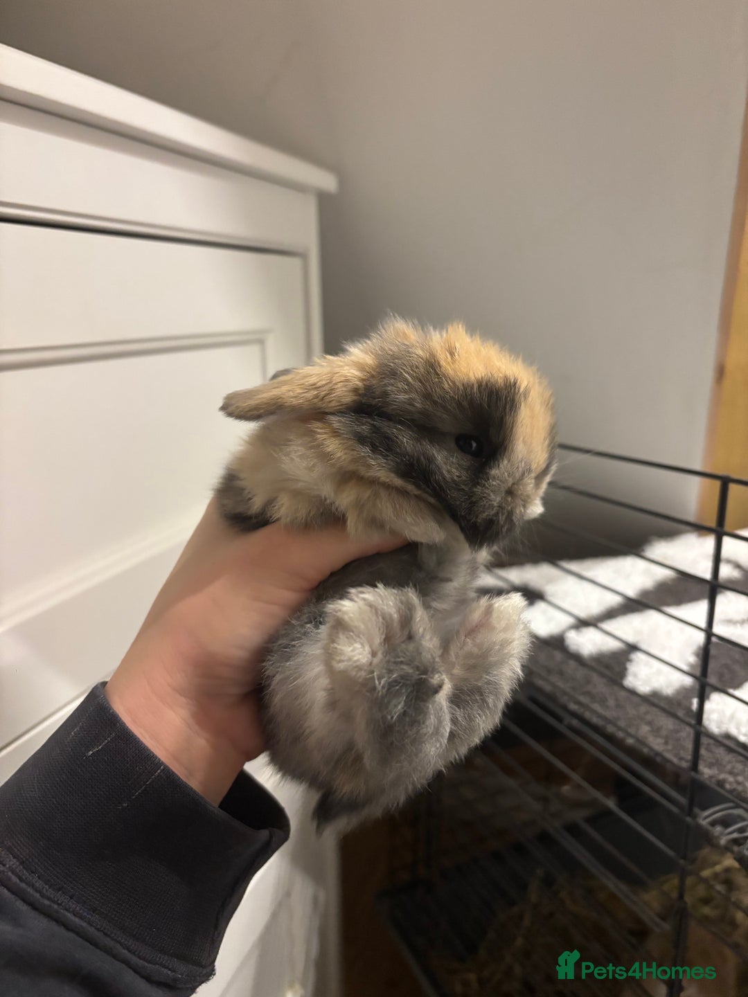 Mini Lop rabbits for sale: Stunning Mini Lop Bunnies🤍🌾 - Advert 4