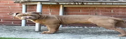 Mixed Breed dogs for sale: Beautiful staffy x old English bulldog - Advert 4