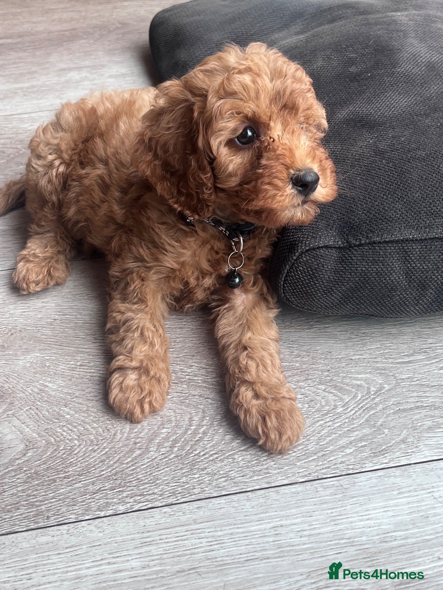 Cockapoo dogs Cockerpoo Puppies Ready - Advert 2