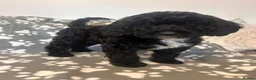 Sproodle dogs for sale: Beautiful F1 Sproodles ready to leave 2 remaining  - Advert 12
