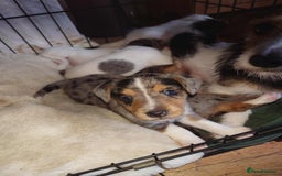 Mixed Breed dogs for sale: Merle Jack Russell X Jack Russell x cockapoo - Image 9