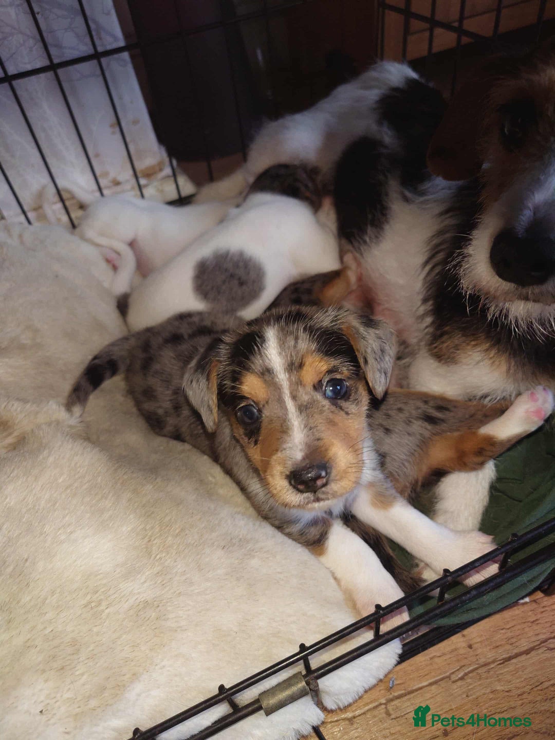 Mixed Breed dogs for sale: Merle Jack Russell X Jack Russell x cockapoo - Image 9