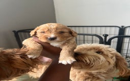 Cockapoo dogs for sale: 2 Beautiful Boy Cockapoo Puppies Left!! - Image 4