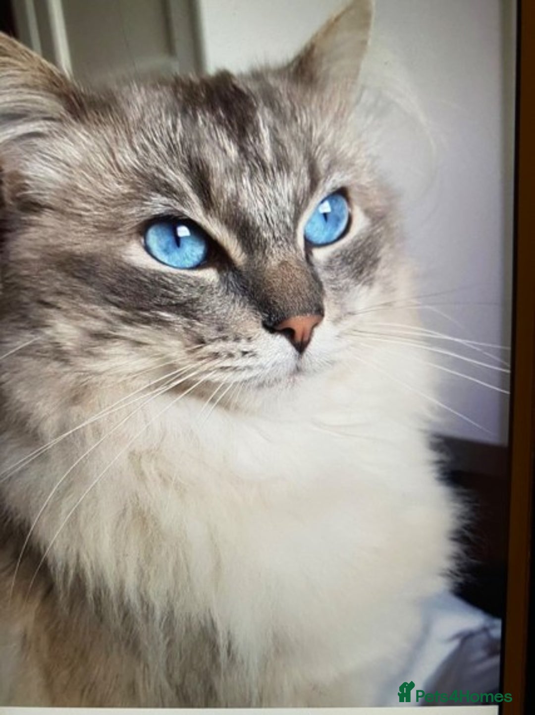 Ragdoll cats for stud: Beautiful blue lynx for stud in Bristol - Advert 1