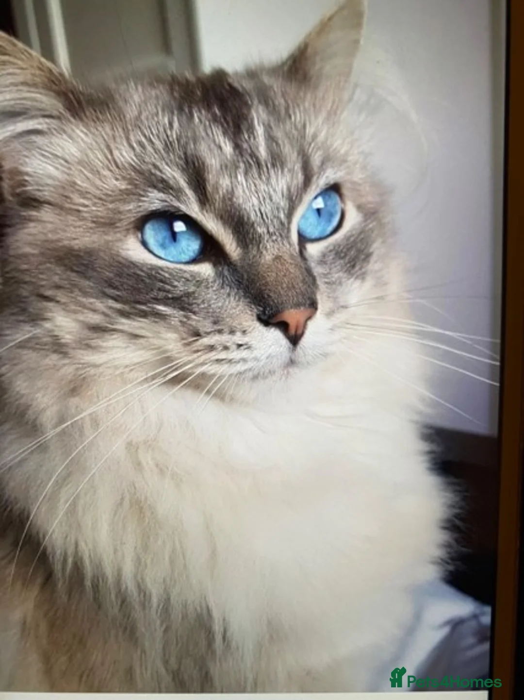 Ragdoll cats for stud: Beautiful blue lynx for stud in Bristol - Advert 1