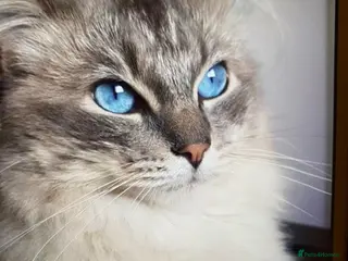 Ragdoll cats Beautiful blue lynx for stud in Bristol - Advert 3