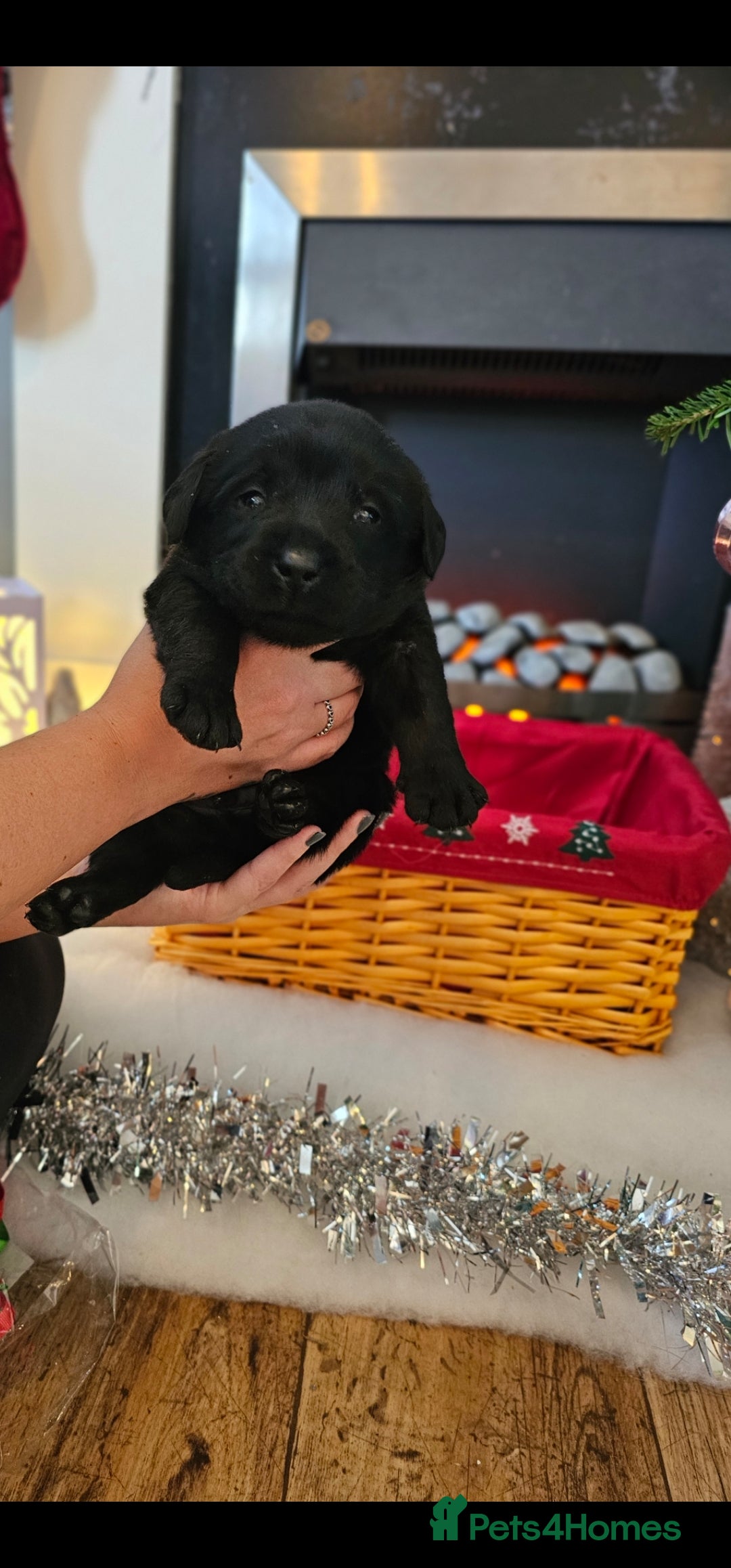 Labrador Retriever dogs for sale: Beautiful KC Show Line Labrador Puppys  - Advert 11