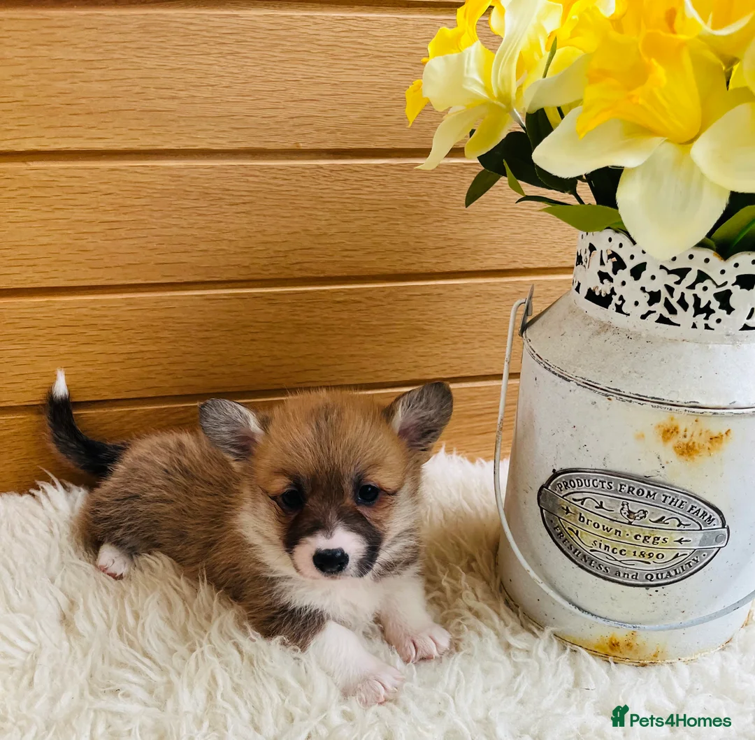 Welsh Corgi Pembroke dogs for sale: KC reg Welsh Corgi Pembroke puppies - Advert 10