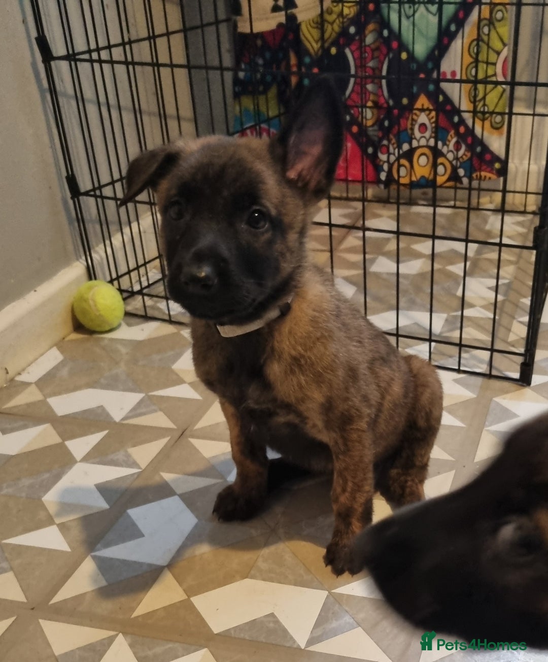 Belgian Shepherd Dog dogs for sale: READY TO GO Mother is Dutch Herder x Malinois  - Advert 28