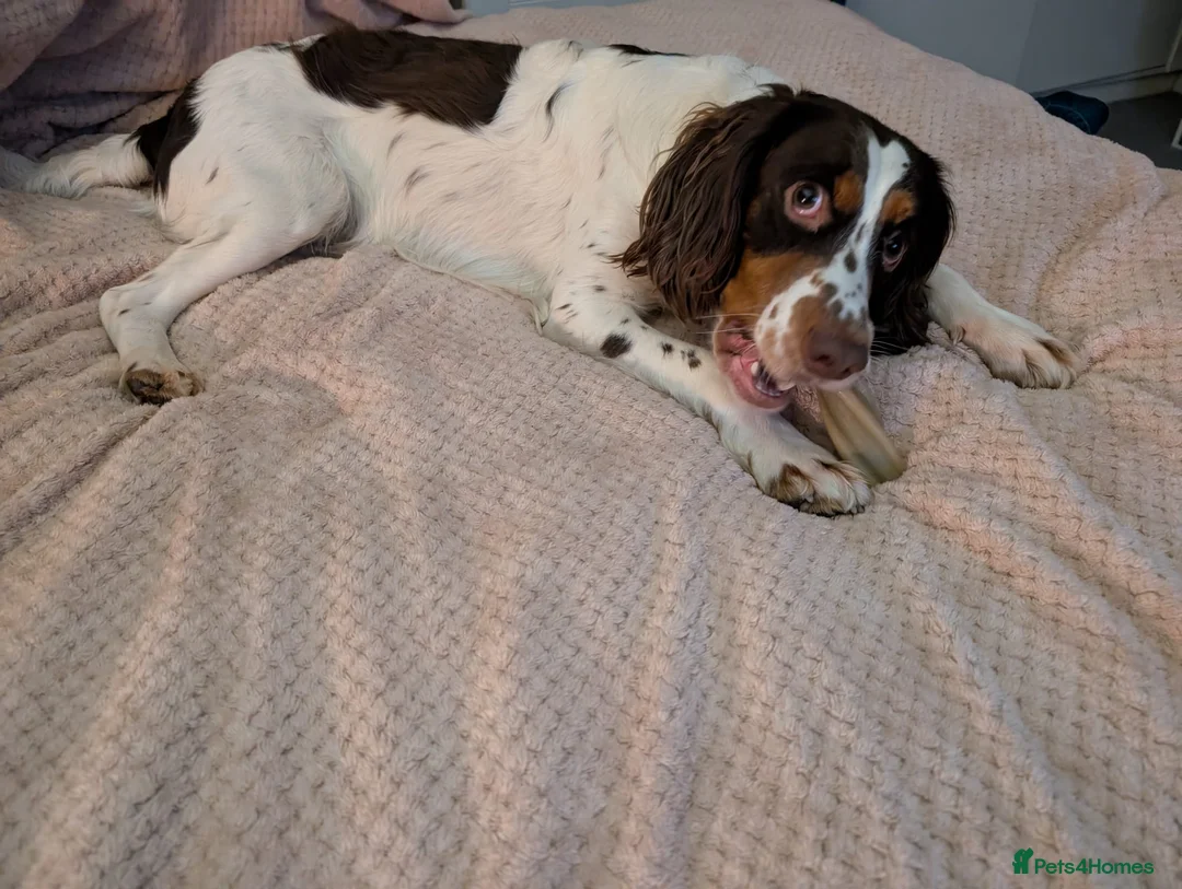English Springer Spaniel dogs for adoption: 💙Tommy💙 2 yo Affectionate Lively Friendly boy in Gainsborough - Advert 5