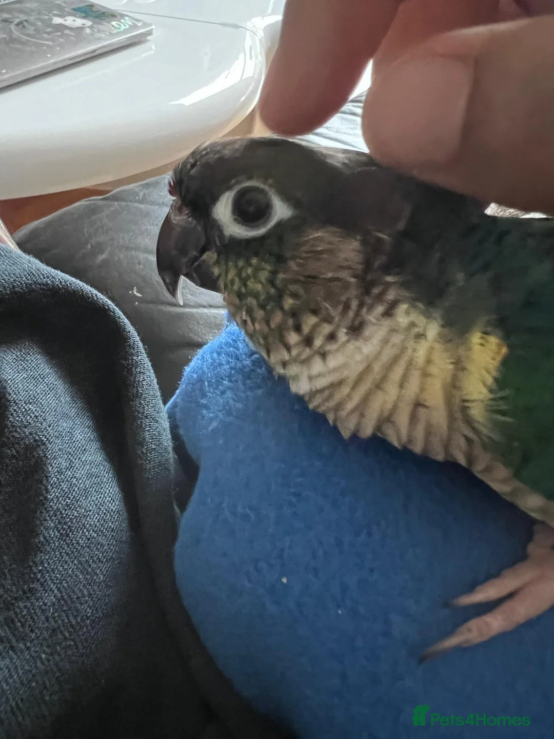 Parakeets birds for sale: Sweet, clingy green cheek conure - Advert 3