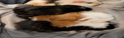 Guinea Pig rodents for sale: 4 female guinea pigs  - Advert 3