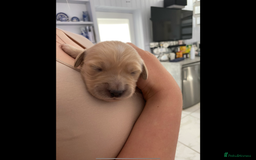 Golden Retriever dogs for sale: KC reg fox Red golden retrievers  - Image 6