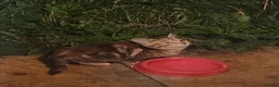 Mixed Breed cats for sale: 3 kittens  - Advert 7