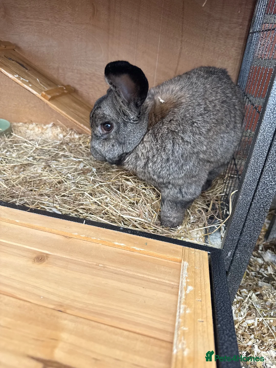 Mixed Breed rabbits for sale: Various rabbits for sale  - Advert 28