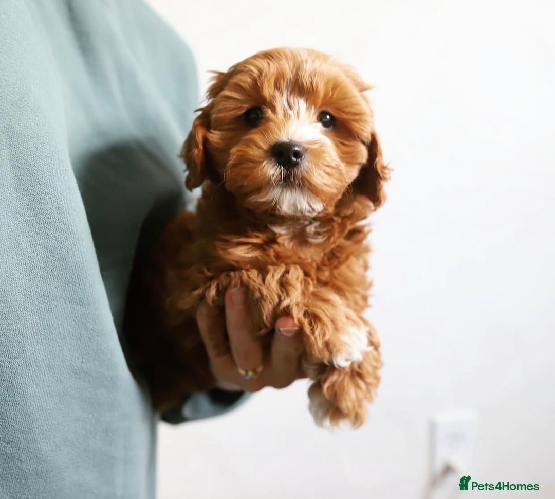 Cavapoo dogs for sale: Beautiful Cavapoo puppies! - Image 10