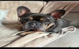 French Bulldog dogs for sale: 6 year old French bulldog looking for a new home - Image 3