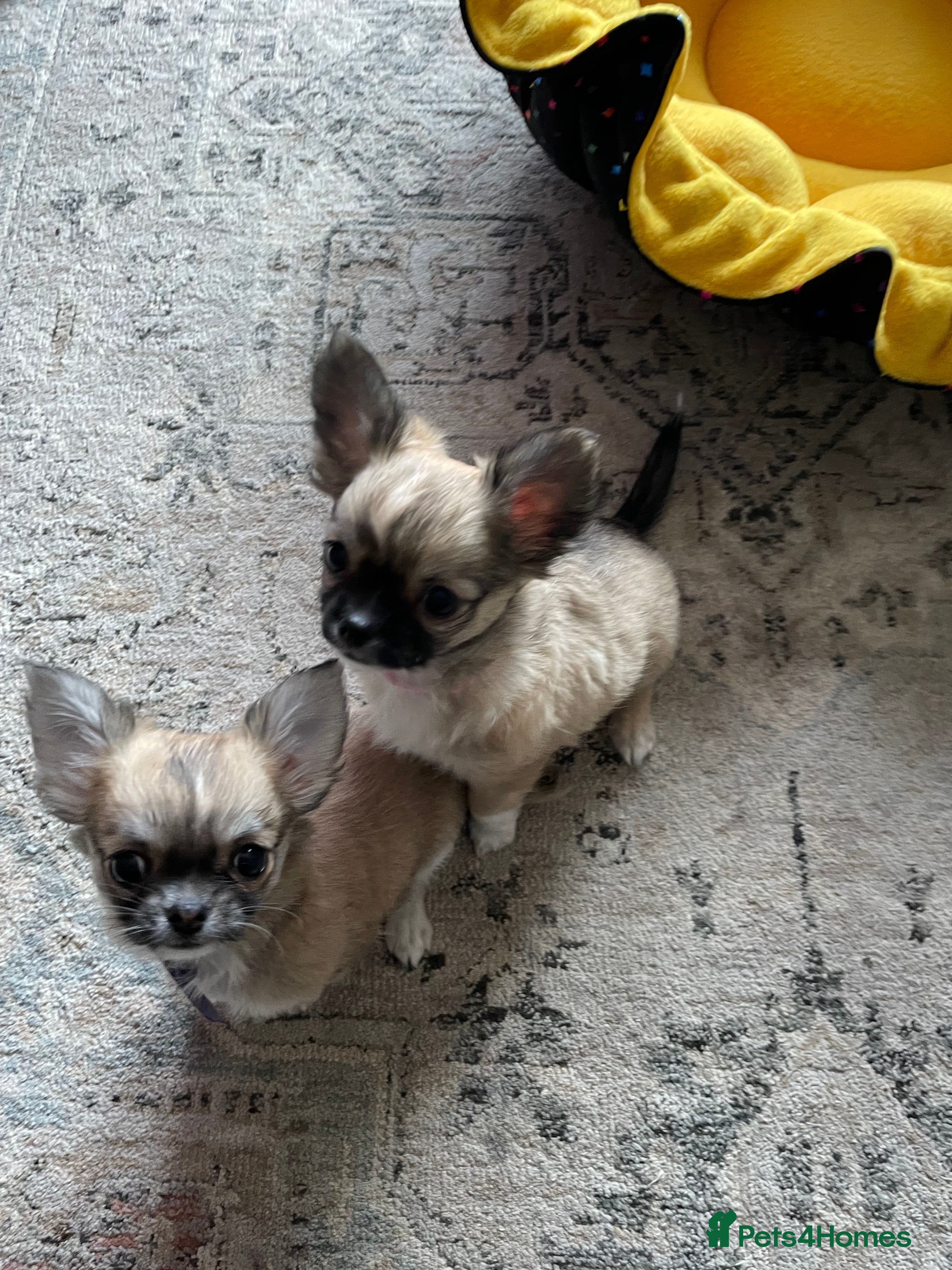 Chihuahua dogs Chihuahua long coat female puppies  - Advert 5